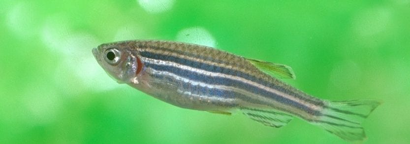 Zebrafish pair